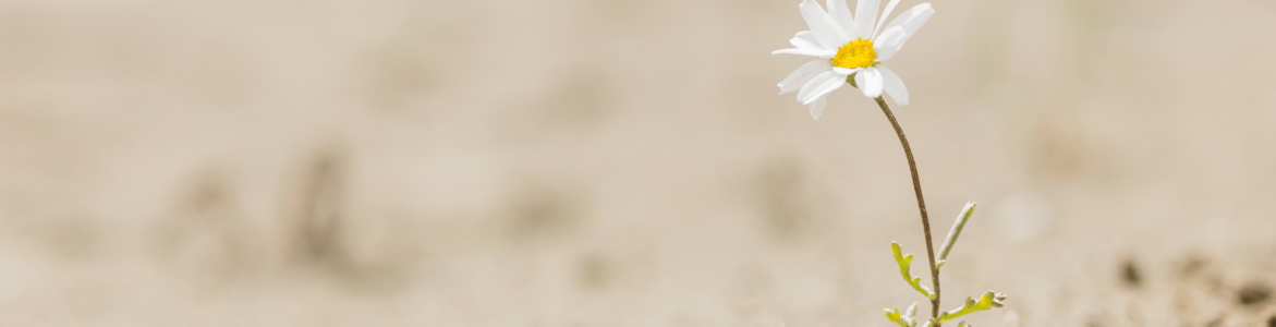 Op weg naar Mentale Veerkracht met Coach on the Road