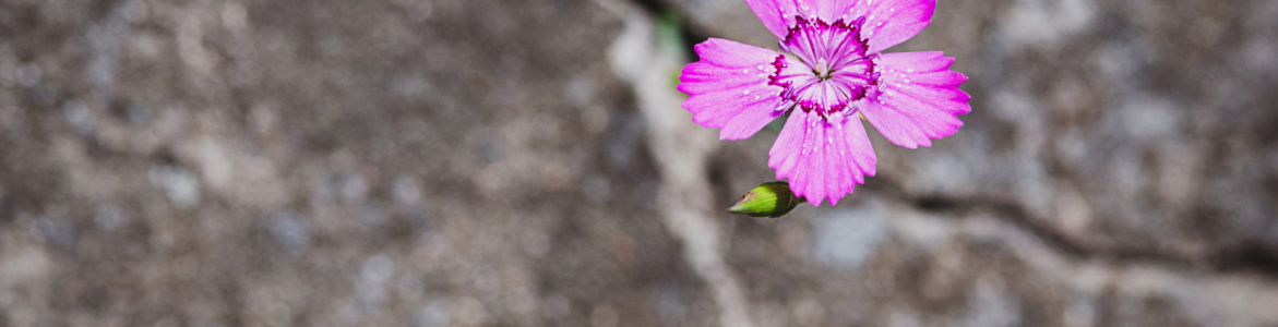 Veerkracht en Leiderschap: Hoe Leiders Teams Sterker Maken